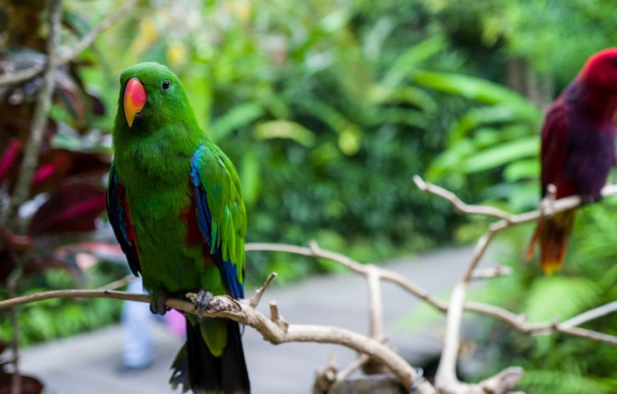 PAKET TOUR KELUARGA, PRIVATE – 3 HARI / 2 MALAM – BALI BIRD PARK