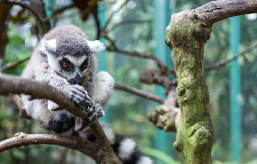 PAKET TOUR KELUARGA,PRIVATE – 3 HARI/ 2 MALAM – BALI ZOO PARK