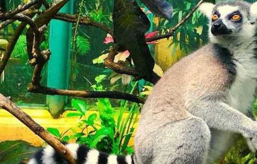 PAKET TOUR KELUARGA, PRIVATE 4 HARI /3 MALAM – BALI ZOO PARK